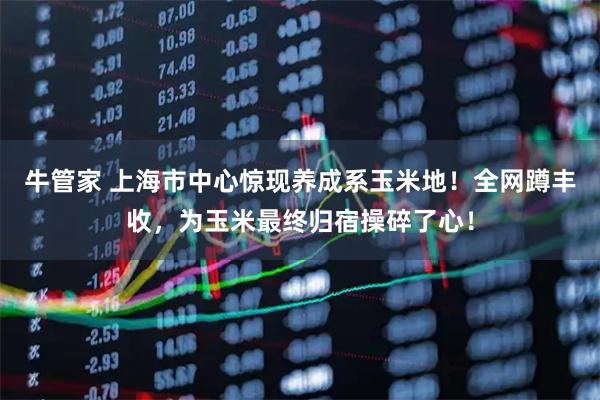 牛管家 上海市中心惊现养成系玉米地！全网蹲丰收，为玉米最终归宿操碎了心！